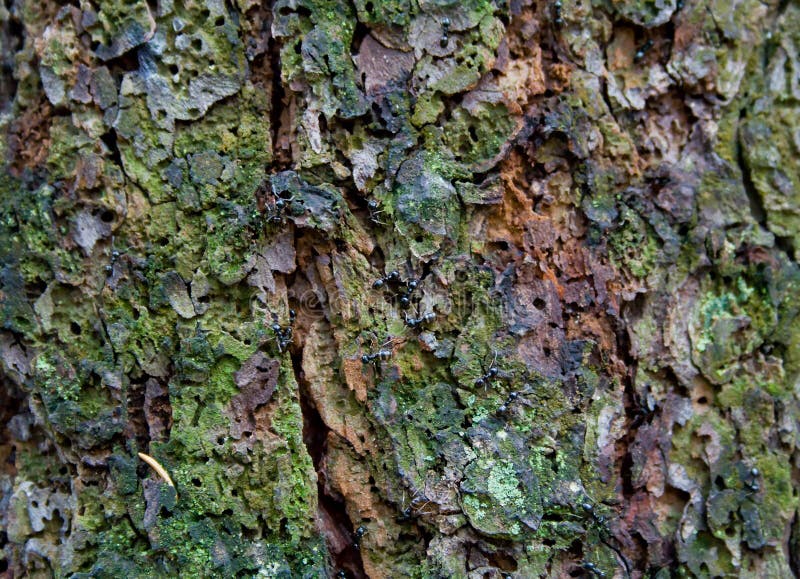 Texture of tree bark