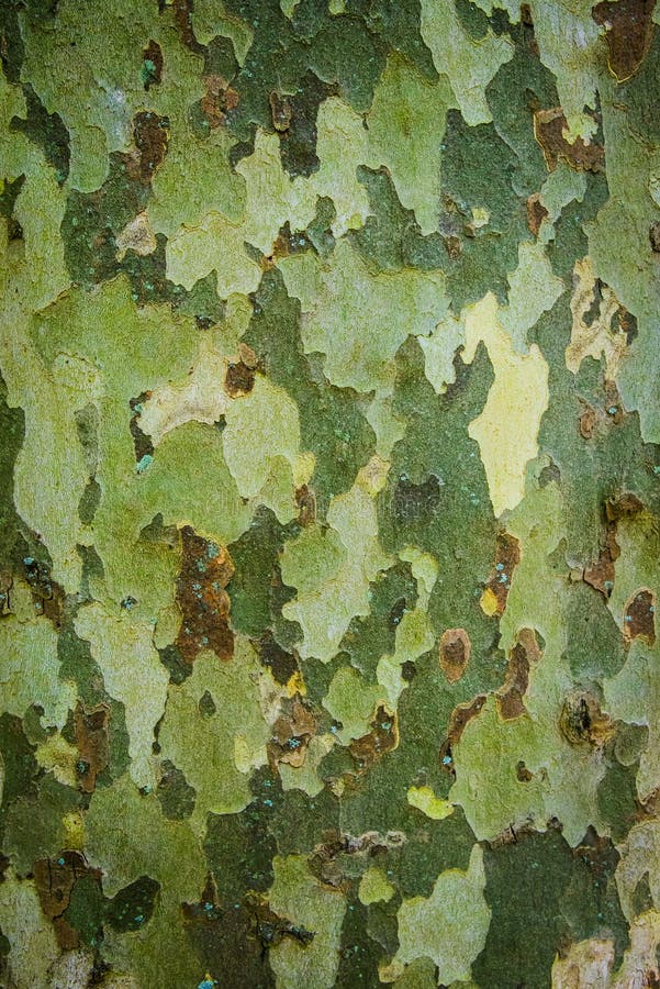 The texture of tree bark. close-up.