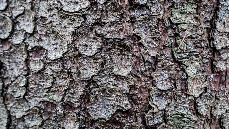 Texture of tree bark stock image