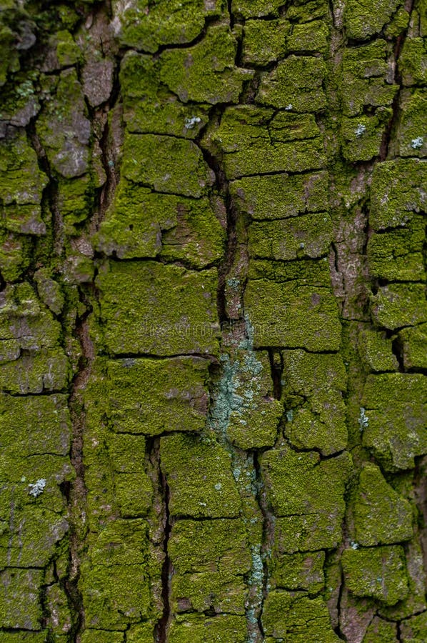 The Texture of Tree Bark Covered with Bright Green Mold. Natural