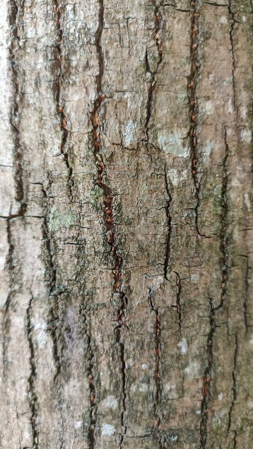 The texture of the tree bark looks cracked and brown royalty free stock photography
