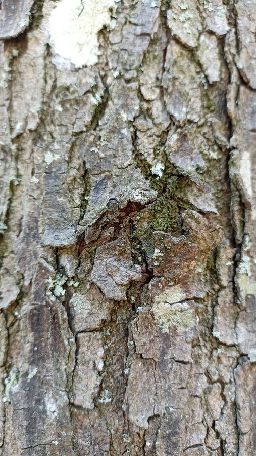 The texture of the tree bark looks cracked and brown royalty free stock photo