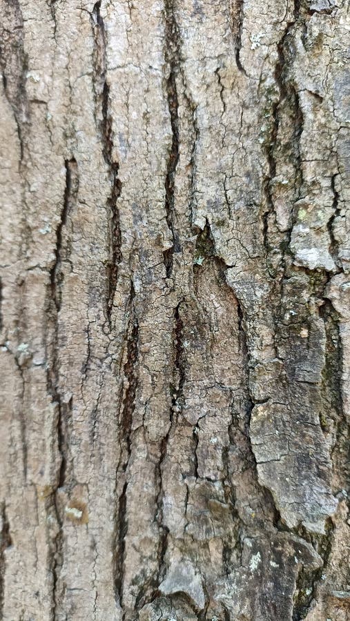 The texture of the tree bark looks cracked and brown stock photo