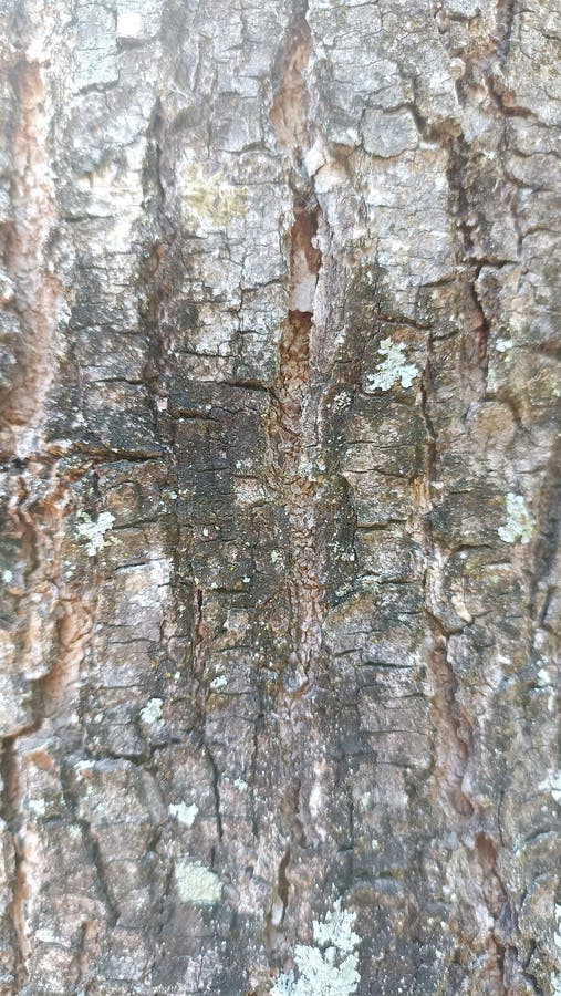 The texture of the tree bark looks cracked and brown stock images