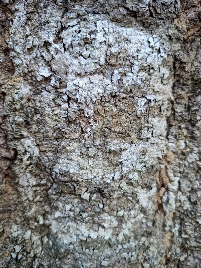 The texture of the tree bark looks interesting. In the photo during a bright day. royalty free stock photos