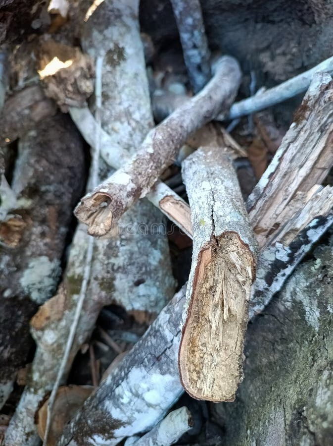 The texture of the tree bark looks interesting. In the photo during a bright day. royalty free stock photos