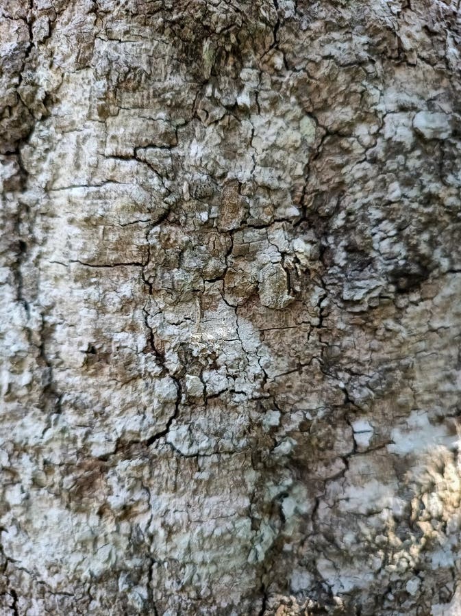 The texture of the tree bark looks interesting. In the photo during a bright day. stock image