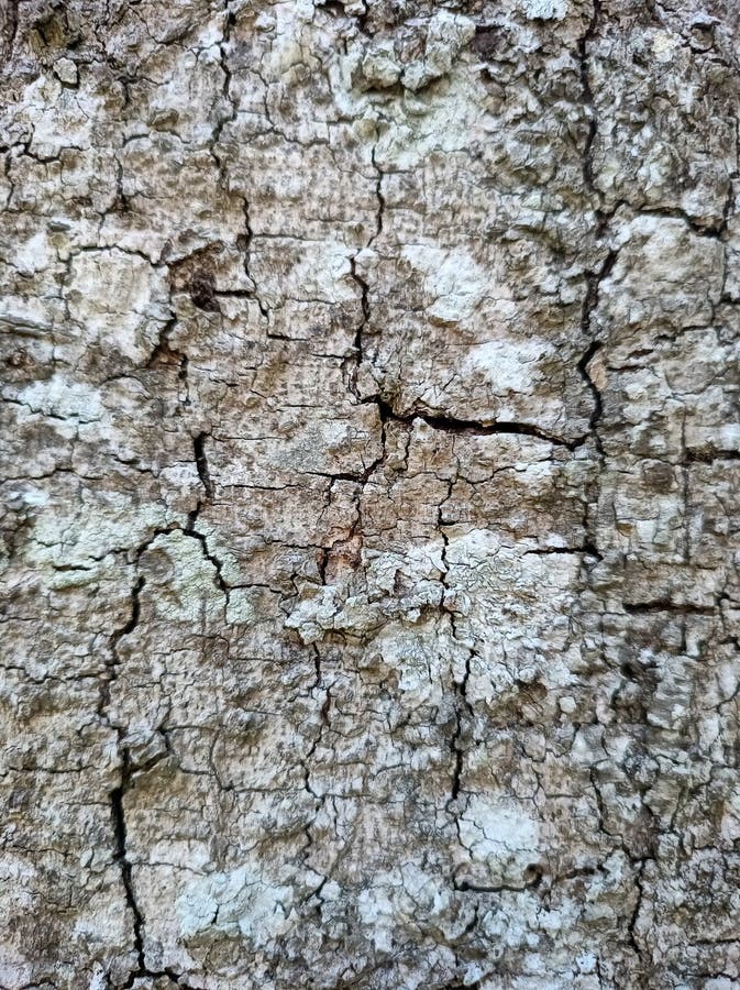 The texture of the tree bark looks interesting. In the photo during a bright day. royalty free stock photos