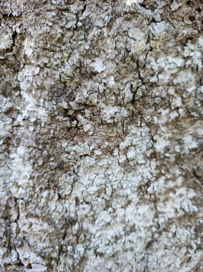 The texture of the tree bark looks interesting. In the photo during a bright day. royalty free stock photography