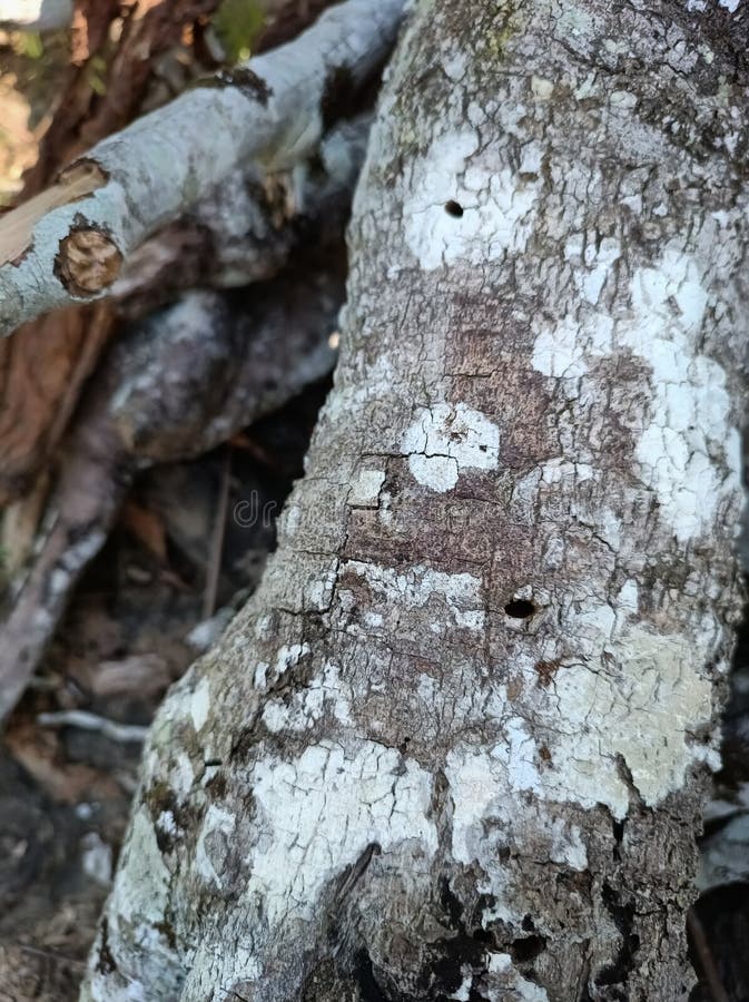 The texture of the tree bark looks interesting. In the photo during a bright day. stock images