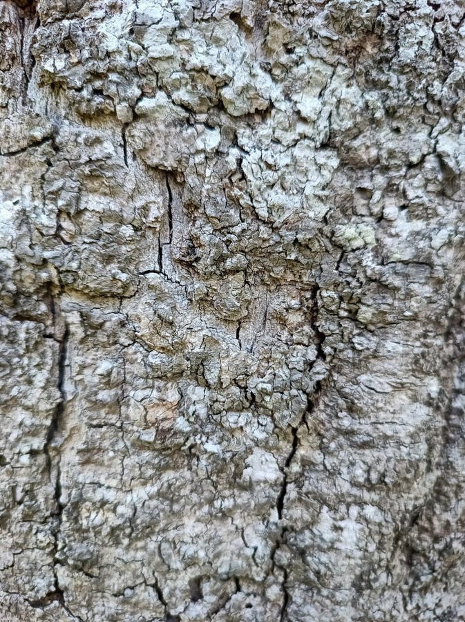 The texture of the tree bark looks interesting. In the photo during a bright day. royalty free stock image