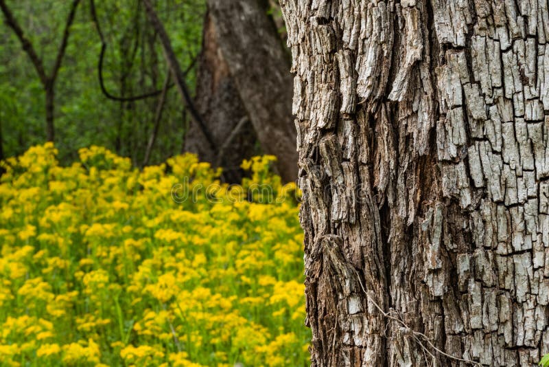 Texture of Tree Bark and Yellow Flower Field Stock Photo Image of