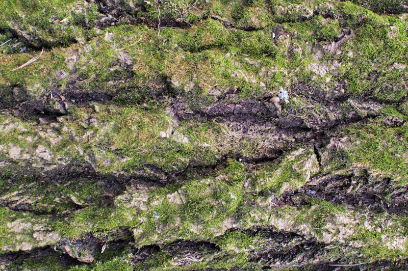 Texture of the tree barque cowered with green moss