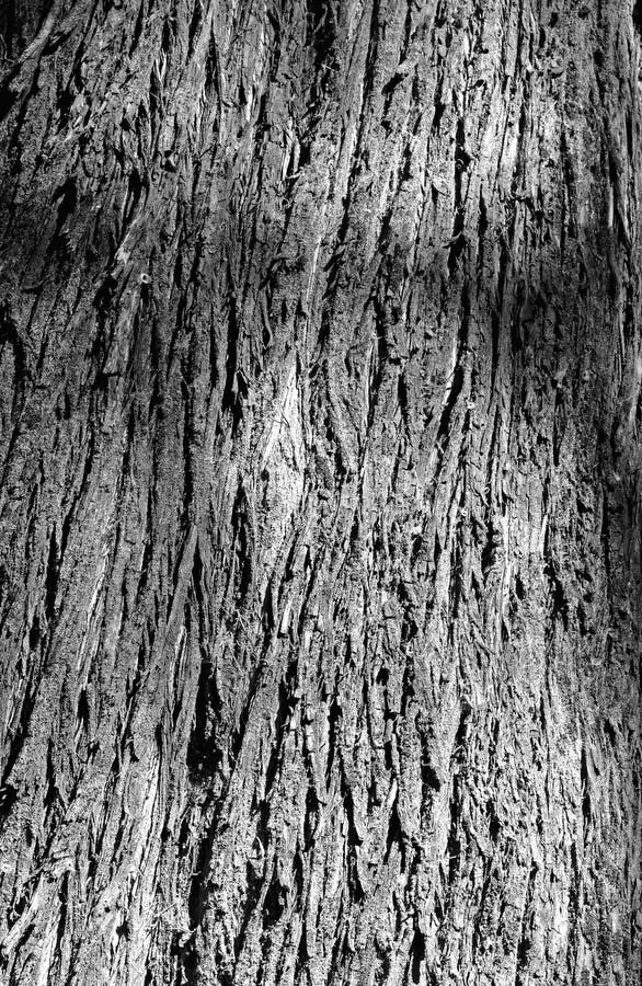 Texture of a Tree Trunk in Black and White Stock Photo - Image of hard ...