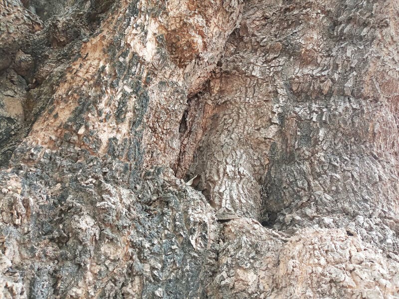 Texture Tree Trunk, Suitable for Background Use royalty free stock photography