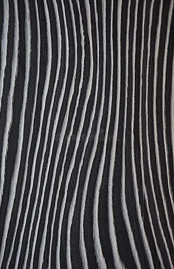 Texture wood. Veneer Zebrano. Black and white wavy background stock images Texture wood. Veneer Zebrano. Black and white wavy background stock images