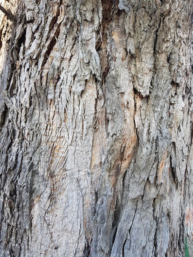 Trunk of an old tree, background texture royalty free stock images