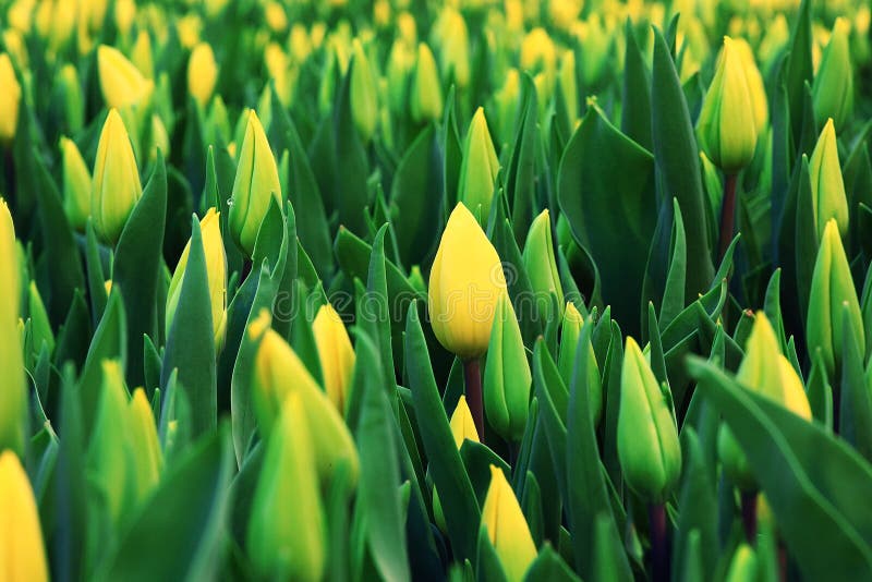 Texture tulips stock image. Image of garden, natural 69185317
