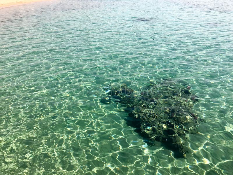 The texture of the underwater stone, the coral on the background of a transparent warm sea of clear, glowing green water stock image The texture of the underwater stone, the coral on the background of a transparent warm sea of clear, glowing green water stock image