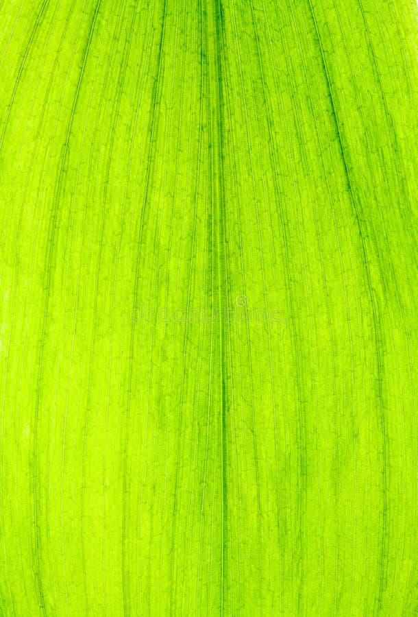 Texture verte de congé image libre de droits Texture verte de congé image libre de droits