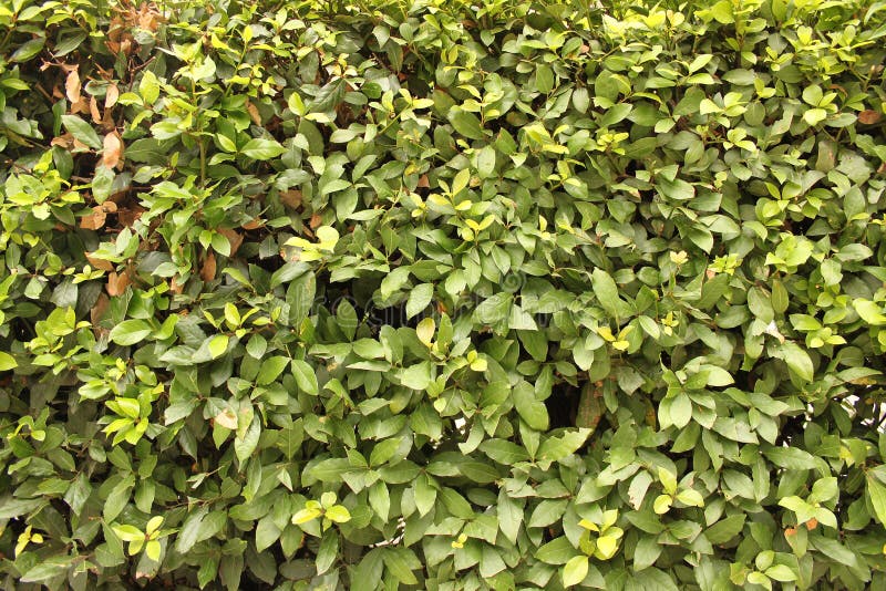 Texture verte naturelle de feuille images libres de droits Texture verte naturelle de feuille images libres de droits