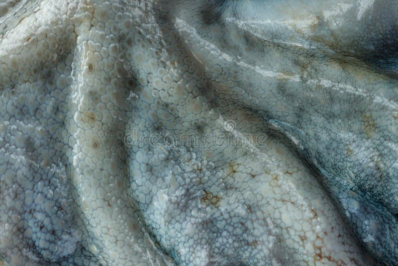 The texture of the wet skin of a large octopus.