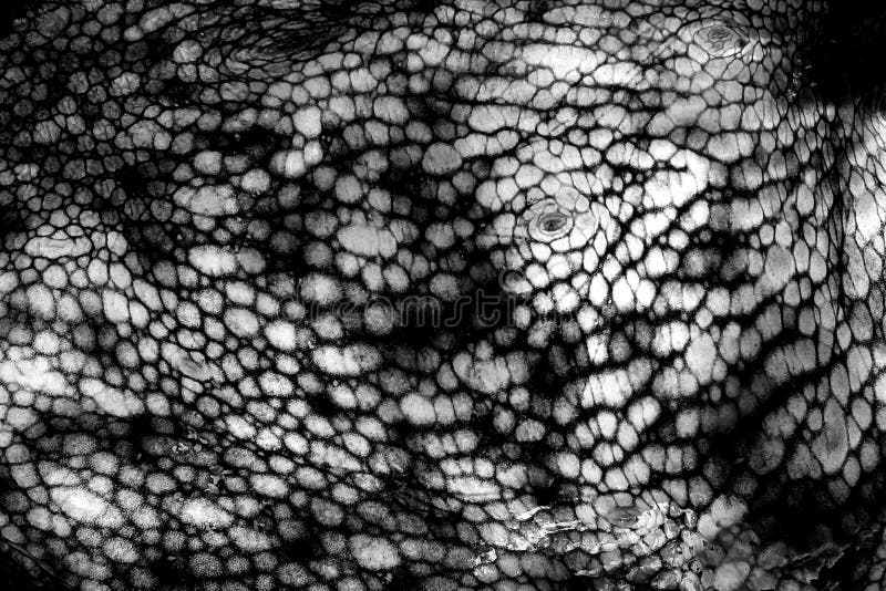 The texture of the wet skin of a large octopus. Bright.  abstract background