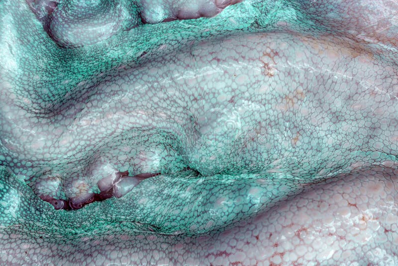 The texture of the wet skin of a large octopus. Bright abstract background