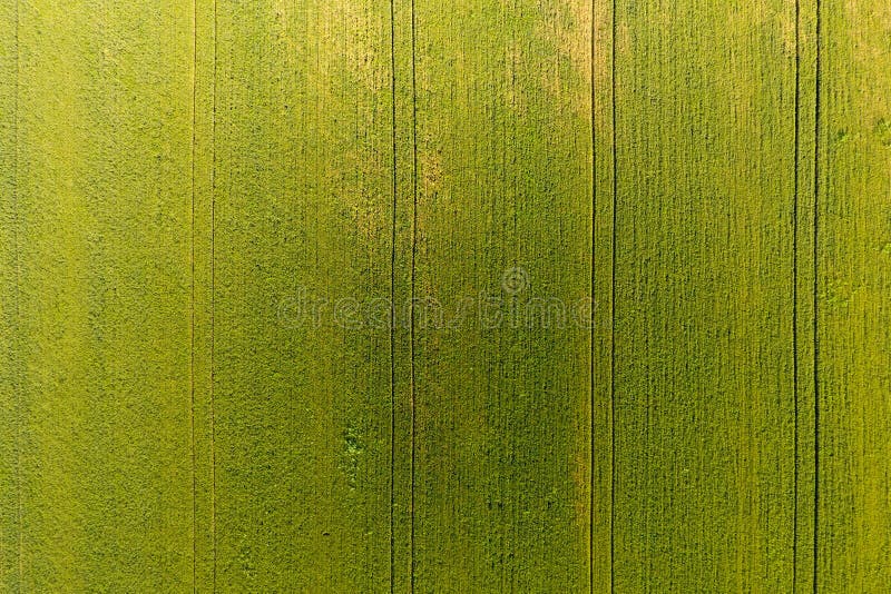Texture of wheat field. Background of young green wheat on the f royalty free stock photos Texture of wheat field. Background of young green wheat on the f royalty free stock photos