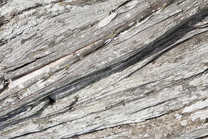 Texture of Wood of an Old Juniper Stock Photo Image of grain, detail
