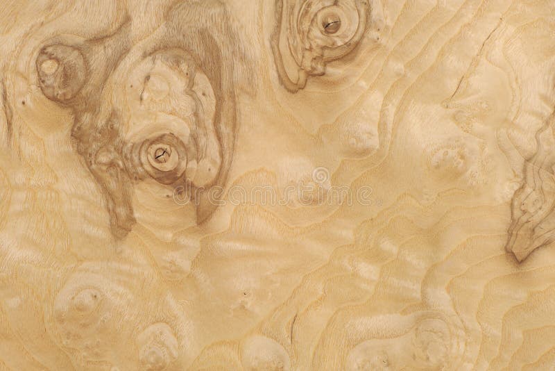 Texture of wood veneer roots