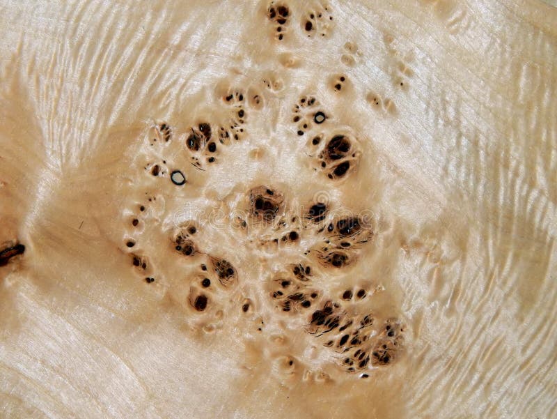 Texture of a wooden surface of a tree with a poplar root. Wood veneer for furniture stock photo Texture of a wooden surface of a tree with a poplar root. Wood veneer for furniture stock photo