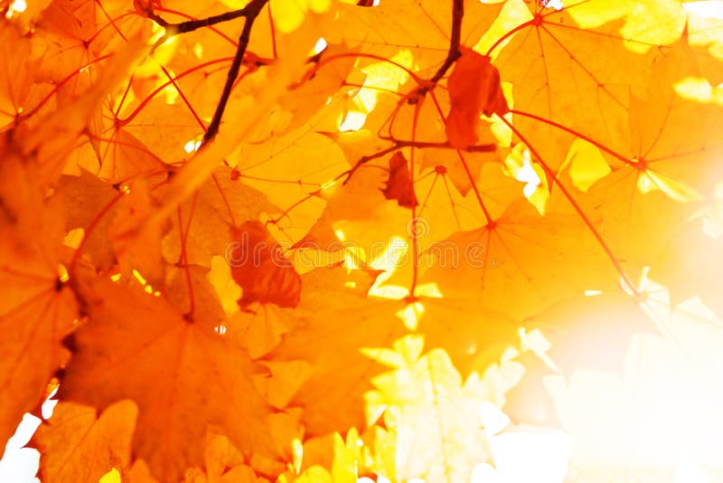 Texture Of Yellow Leaves Autumn Leaf Background