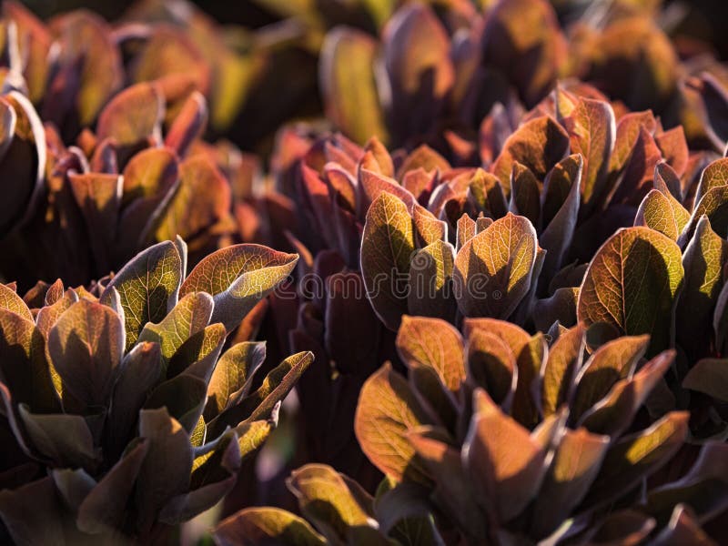 Texture of young brown leaves in sunlight. royalty free stock photo Texture of young brown leaves in sunlight. royalty free stock photo