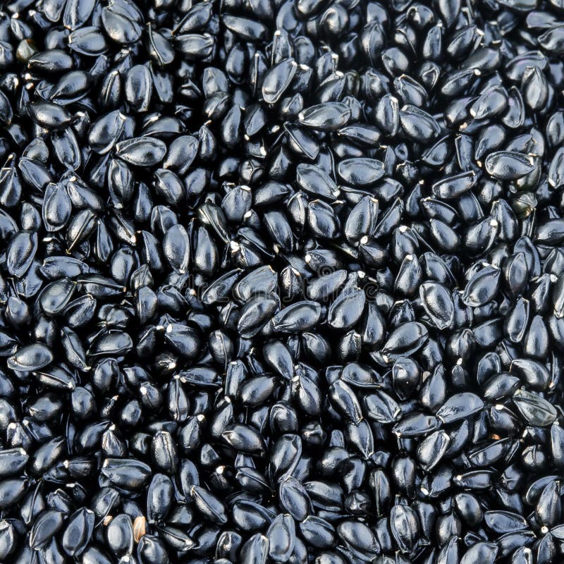Textured Background of Many Shiny Black Seeds Stock Photo Image of