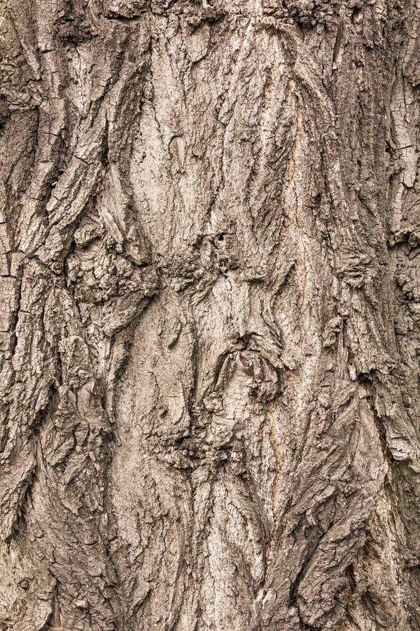 Textured bark of a healthy old tree royalty free stock photos