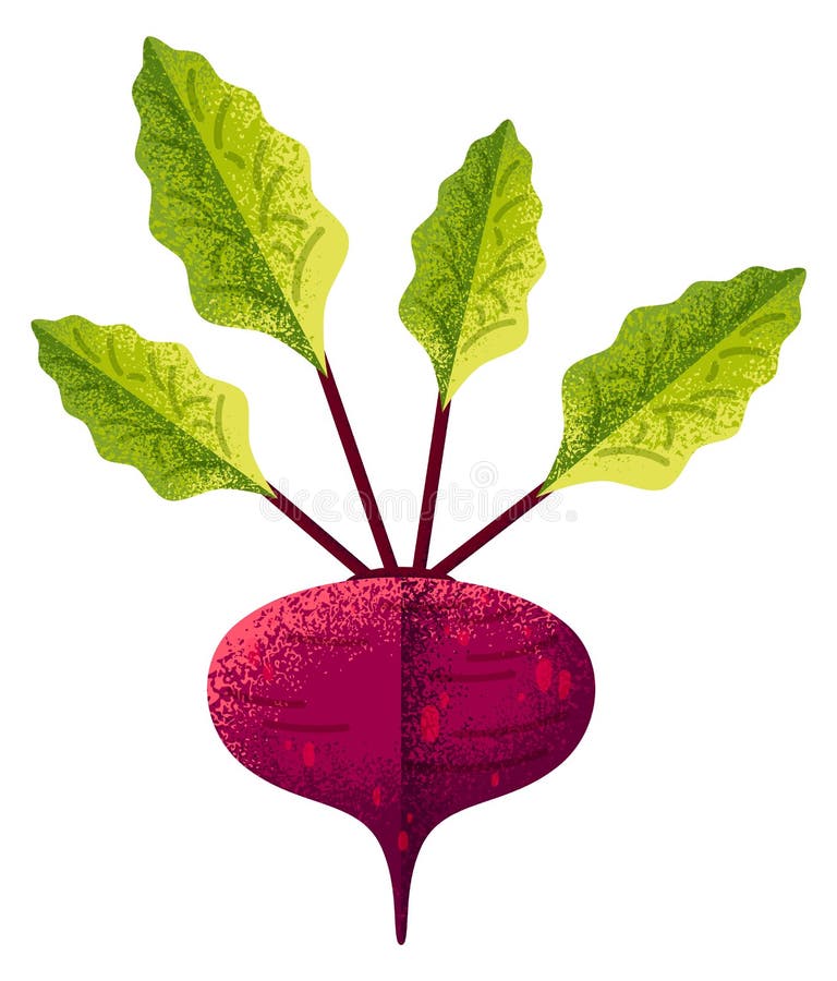 Textured Beetroot Drawing. Colorful Root Vegetable with Green Leaves