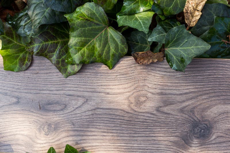 Textured green leafs on wood plank