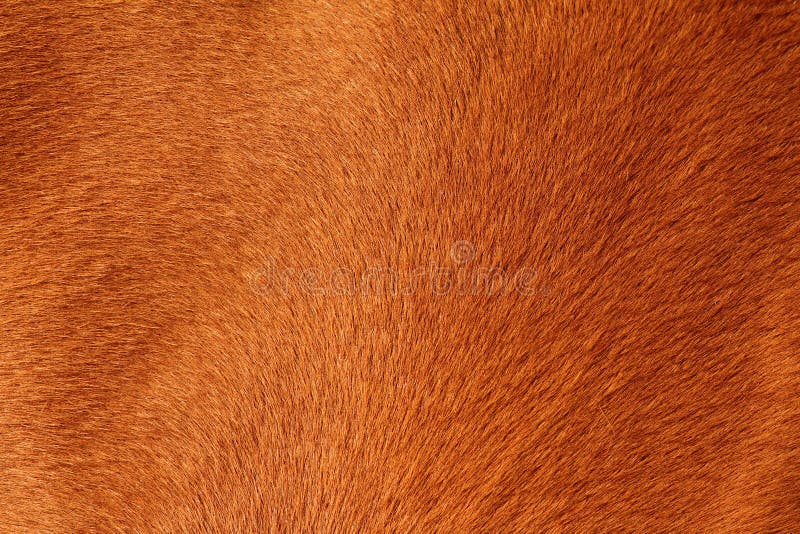 Textured obrzuca brown koń obraz royalty free Textured obrzuca brown koń obraz royalty free