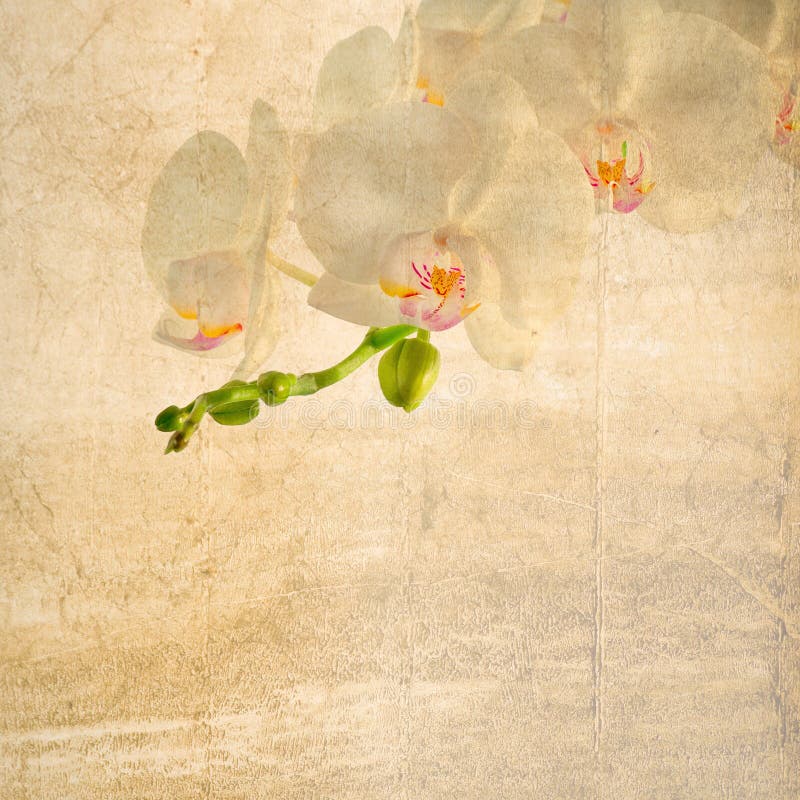 Textured old paper background with white and magenta orchid stock images