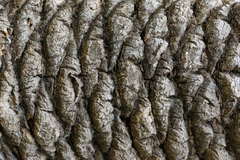 Textured palm tree bark pattern. Textured palm tree bark background, pattern