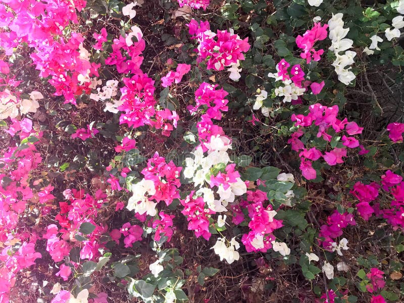 Texturen av en stor härlig frodig buske, en exotisk tropisk växt med vit och lilor, rosa färger blommar med delikata kronblad och arkivfoton Texturen av en stor härlig frodig buske, en exotisk tropisk växt med vit och lilor, rosa färger blommar med delikata kronblad och arkivfoton