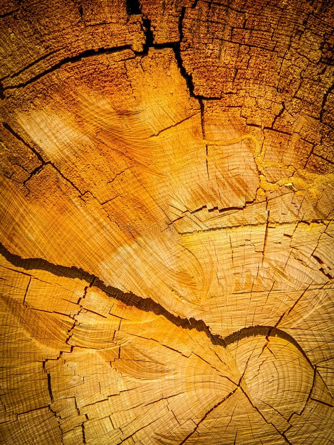 Texturen av sågat trä Ringar på ett träsnitt av ett stort gammalt träd Makrofotografering arkivbilder Texturen av sågat trä Ringar på ett träsnitt av ett stort gammalt träd Makrofotografering arkivbilder