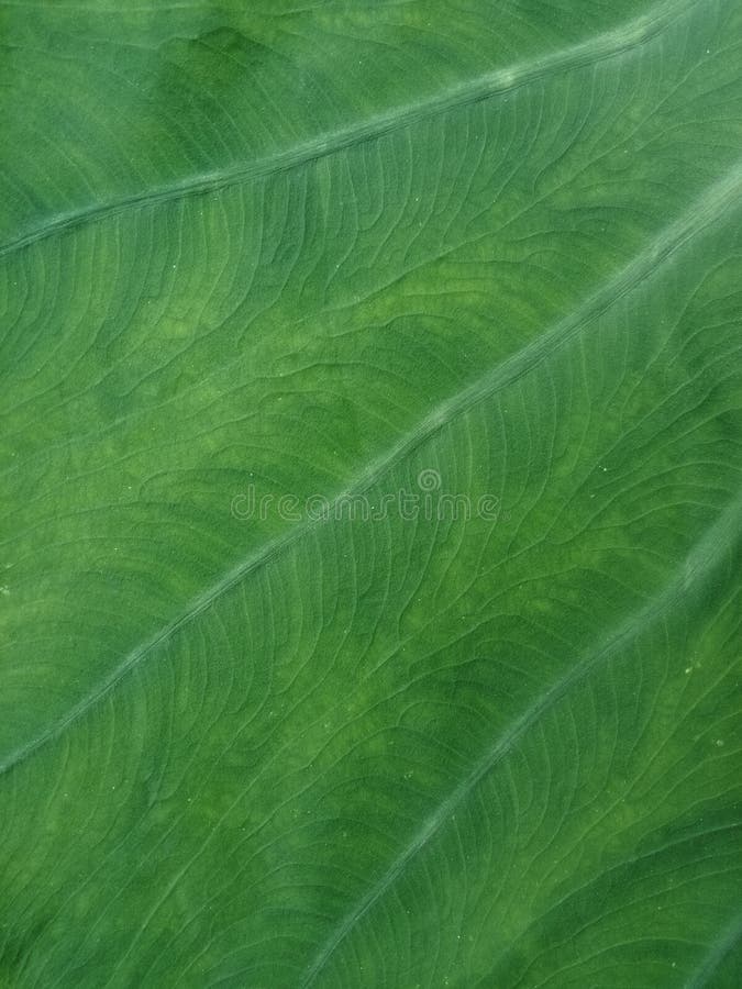 Texturerad bakgrundstapet för Colocasia esculenta blad, royaltyfria bilder Texturerad bakgrundstapet för Colocasia esculenta blad, royaltyfria bilder