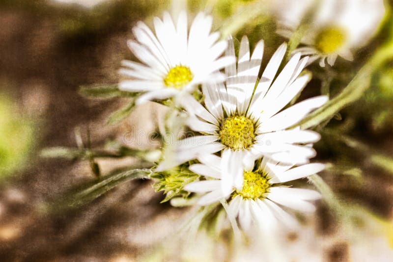 Texturerade vita Daisy Background royaltyfri fotografi Texturerade vita Daisy Background royaltyfri fotografi