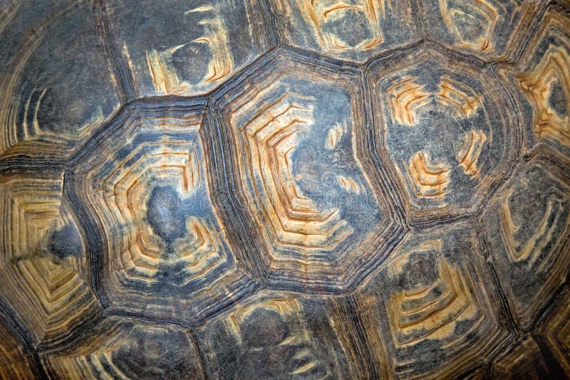 Textures and patterns of turtles.