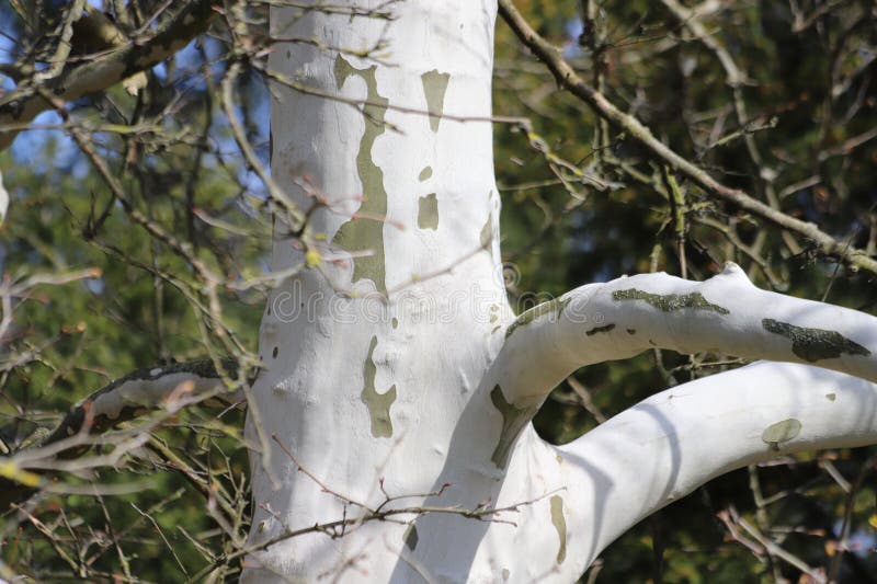 Texturierte Oberfläche der Rinde des Platanus orientalis Baumes. lizenzfreie stockfotos