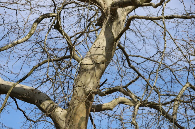 Texturierte Oberfläche der Rinde des Platanus orientalis Baumes. lizenzfreies stockbild