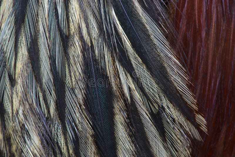 Texture, composition with different kinds of rooster feathers close-up. For tying fishing flies. Texture, composition with different kinds of rooster feathers close-up. For tying fishing flies
