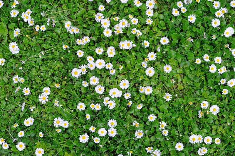 Textură de primăvară de iarbă verde cu flori stock photo